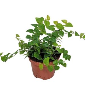 Ficus Green Sunny Ficus Pumila 'green Sunny'
(12 Plants/Order)(11cmP 10cmH)