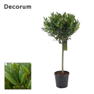 Laurus nobilis Laurus nobilis ball op stam
(1 Plants/Order)(25cmP 110cmH)