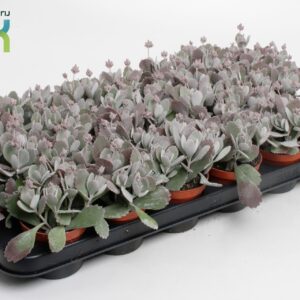 Kalanchoe pumila Kalanchoe Pumila
(18 Plants/Order)(8.5cmP 12cmH)