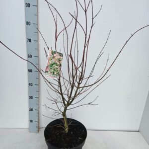 Acer palmatum Acer palmatum 'Oridono-Nishiki'
(1 Plants/Order)(26cmP 80cmH)