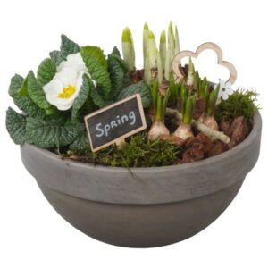 Arrangementen PTBM3877 Arrangement Flower Bulbs mix in terracotta schaal
(2 Plants/Order)(23cmP 21cmH)