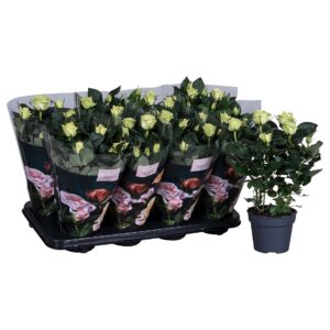 Rosa PatioHit Nolina Roses Ø 13 cm White
(8 Plants/Order)(13cmP 36cmH)