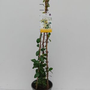 Trachelospermum jasminoides Star Of Trachelospermum jasminoides Star Of Toscane
(1 Plants/Order)(19cmP 90cmH)