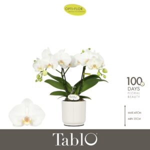 Phalaenopsis white more Ripsen Tablo Champagne 2 spike in Lazio White
(6 Plants/Order)(12cmP 40cmH)