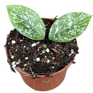 Hoya Hoya Parasitica Splash
(9 Plants/Order)(10.5cmP 15cmH)