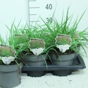 Pennisetum orientale Pennisetum orientale 'Tall Tails' P17
(6 Plants/Order)(17cmP 35cmH)