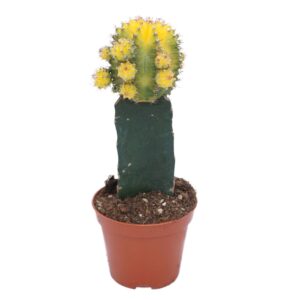 Gymnocalyc mihanovich Gymnocalycium geënt yellow/green 8,5 cm
(18 Plants/Order)(8.5cmP 22cmH)