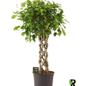 Ficus Exotica Ficus benj. Exotica gevlochten cilinder
(1 Plants/Order)(27cmP 100cmH)