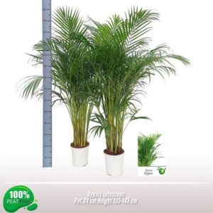 Chrysalidocarpus Dypsis lutescens
(1 Plants/Order)(24cmP 140cmH)
