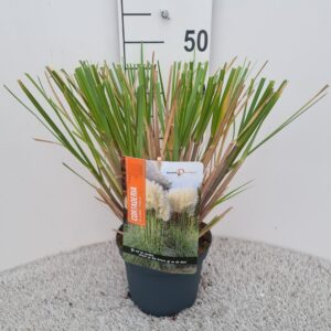Cortaderia selloana Pumila Cortaderia Sel. Pumila P19
(1 Plants/Order)(19cmP 40cmH)