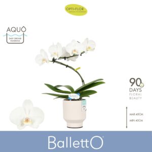 Phalaenopsis white more Ripsen Balletto Wing 1 spike in Emilia White Aquo
(6 Plants/Order)(12cmP 45cmH)