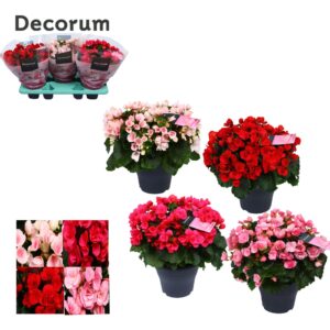 Begonia Begonia BETULIA mix Decorum 19 cm
(3 Plants/Order)(19cmP 35cmH)