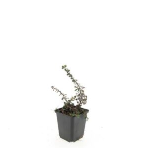 Cotoneaster procumbens Streibs Fi
(12 Plants/Order)(9cmP 15cmH)