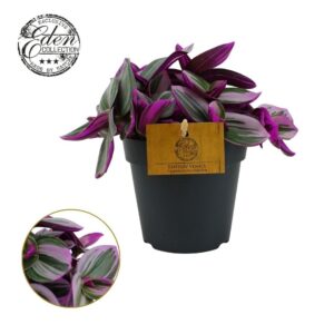 Tradescantia albiflora Nanouk Tradescantia Nanouk 12cm
(6 Plants/Order)(12cmP 20cmH)