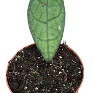 Hoya hoya clemensiorum dark leaf
(9 Plants/Order)(10.5cmP 15cmH)