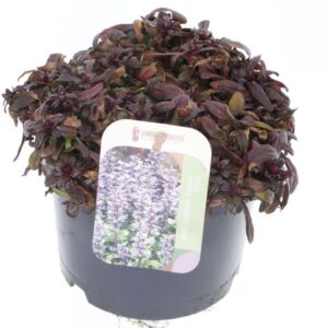 Ajuga Ajuga reptans Chocolate Chips
(1 Plants/Order)(17cmP 20cmH)