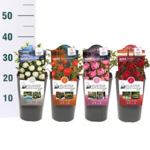 Rosa Rosa 'Mix Morsdag' - Struik - C3rp - Categorie 1
(6 Plants/Order)(19cmP 15cmH)