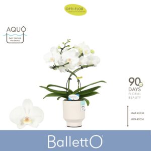 Phalaenopsis white more Ripsen Balletto Wing 2 spike in Emilia White Aquo
(4 Plants/Order)(12cmP 40cmH)
