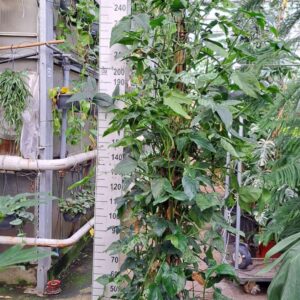 Syngonium podophyllum Mottled Syngonium Mottled Mojito mosstok XXL
(1 Plants/Order)(45cmP 280cmH)