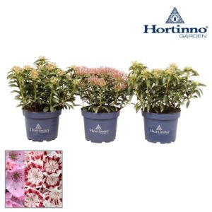 Kalmia latifolia Hortinno® Garden Kalmia
(1 Plants/Order)(19cmP 40cmH)