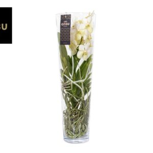 Vanda Vanda Lisanne 70 White
(1 Plants/Order)(24cmP 70cmH)