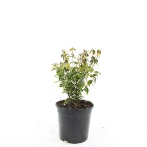 Euonymus fortunei Emerald n Gold Euonymus fort. 'Emerald 'n' Gold'
(8 Plants/Order)(14cmP 10cmH)