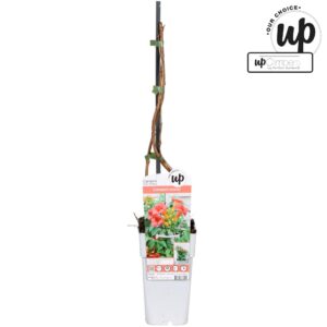 Campsis Campsis tagliabuana 'Solo Rosso' P15
(10 Plants/Order)(15cmP 65cmH)