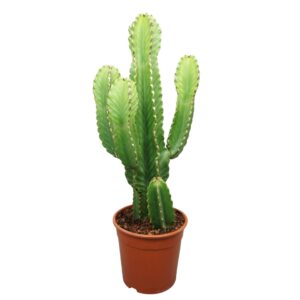 Euphorbia Ingens Euphorbia ingens in plastic Pot 24 cm
(2 Plants/Order)(24cmP 80cmH)