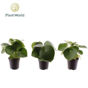 Peperomia Raindrop Peperomia Raindrop 7 cm
(28 Plants/Order)(7cmP 10cmH)