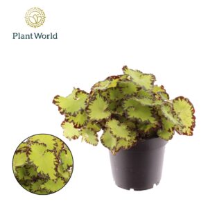 Begonia Magic Colours Jive Begonia rex Jive
(8 Plants/Order)(12cmP 25cmH)