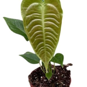 Anthurium Leaf Anthurium veitchii
(9 Plants/Order)(10.5cmP 15cmH)