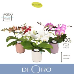 Phalaenopsis mixed Dioro mix 2 spike in Molise mix Aquo
(3 Plants/Order)(12cmP 50cmH)