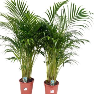Chrysalidocarpus Dypsis lutescens P24 H130 DYPSLUT24H130
(1 Plants/Order)(24cmP 135cmH)