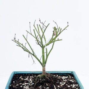 Acer palmatum Little Princess acer palmatum little princess 25cm.
(3 Plants/Order)(25cmP 40cmH)