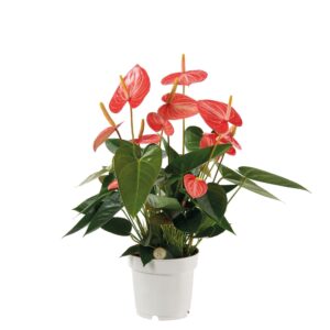 Anthurium (Andreanum Grp) Livium OR Anthurium Livium Orange 14cm
(8 Plants/Order)(14cmP 50cmH)