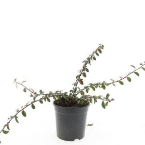 Cotoneaster dammeri Miranda Cotoneaster dam. 'Miranda'
(8 Plants/Order)(14cmP 10cmH)