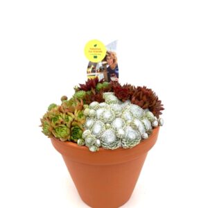 Arrangementen Sempervivum SEMPERVIVUM TERRA COTTA Pot 18.0
(3 Plants/Order)(18cmP cmH)