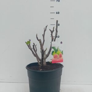 Ficus carica Ficus carica
(1 Plants/Order)(26cmP 50cmH)