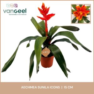 Aechmea Aechmea Sunila
(7 Plants/Order)(15cmP 55cmH)