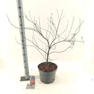 Acer palmatum Acer pal. 'Royal Garnet ('Opstal11PBR)
(1 Plants/Order)(29cmP 80cmH)