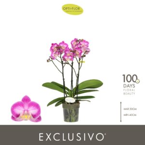 Phalaenopsis Multiflora Exclusivo Cupido 3 spike
(10 Plants/Order)(12cmP 45cmH)