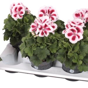 Pelargonium Pelargonium Grandifloru Pelg. Bella Donna Rood-Wit 12cm
(8 Plants/Order)(12cmP 28cmH)