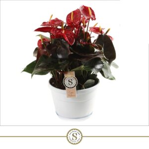 Anthurium Coral Champion Schaal Napoli 20cm Coral Champion
(4 Plants/Order)(20cmP 45cmH)