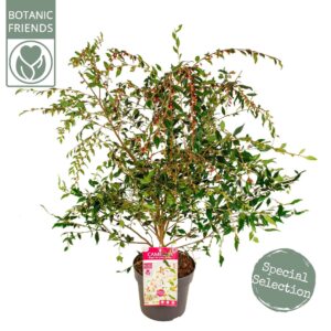 Camellia other pink Camellia 'Cupido' ® Premium
(3 Plants/Order)(19cmP 75cmH)