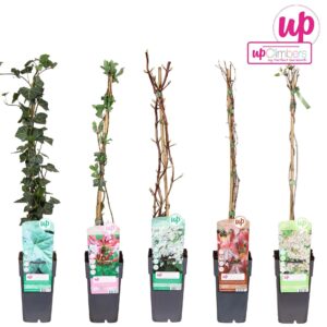 Klimplanten Klimplanten mix laag standaard P15
(10 Plants/Order)(15cmP 65cmH)