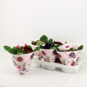 Sinningia mix Sinningia / Gloxinia in Koker
(5 Plants/Order)(12cmP 25cmH)