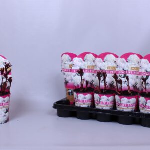 Paeonia Paeonia 12CM C1 white Longlife
(10 Plants/Order)(12cmP 15cmH)