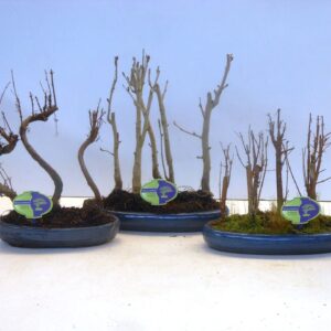 Bonsai Bonsai mix outdoor, 30cm., 4 OR 5 stem - group, without dip tray
(3 Plants/Order)(30cmP 35cmH)