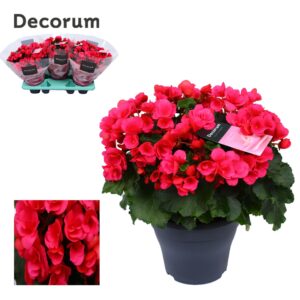 Begonia Betulia Pink Begonia betulia ''pink'' lilac Decorum
(3 Plants/Order)(19cmP 35cmH)