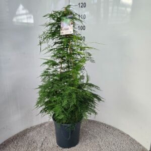 Asparagus setaceus Asparagus setaceus
(1 Plants/Order)(27cmP 110cmH)